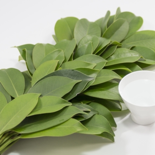 サンプルテキスト